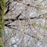 ヒメ日記 2026/04/07 05:04 投稿 とわ 妻天 京橋店