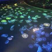 ヒメ日記 2025/10/07 19:44 投稿 ひまり パンドラ(上野)