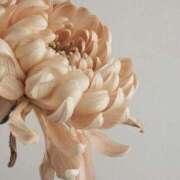 ヒメ日記 2025/01/01 14:17 投稿 鈴木なぎさ 人妻百花