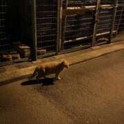 めぐ お休みしました、すみません🙇 プレイガール(亀有)