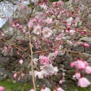 ヒメ日記 2025/04/02 20:17 投稿 なみ ファーストレディ(博多)