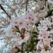 ヒメ日記 2025/04/16 23:52 投稿 なみ ファーストレディ(博多)