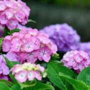 ヒメ日記 2025/06/03 11:22 投稿 なみ ファーストレディ(博多)