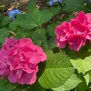 ヒメ日記 2025/06/21 13:52 投稿 なみ ファーストレディ(博多)