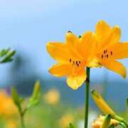 ヒメ日記 2025/07/30 10:03 投稿 なみ ファーストレディ(博多)