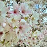 ヒメ日記 2026/04/07 12:13 投稿 なみ ファーストレディ(博多)