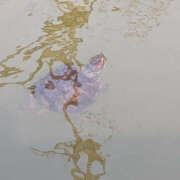 ヒメ日記 2025/03/25 22:37 投稿 なのか 土浦ハッピーマットパラダイス