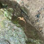 ヒメ日記 2025/06/22 15:24 投稿 代々木みう THE痴漢電車.com