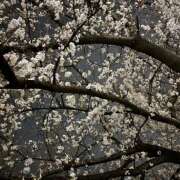 ヒメ日記 2025/03/26 22:28 投稿 真奈美（まなみ） やみつきの館　鶯谷店