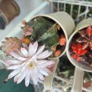 ヒメ日記 2025/06/28 10:14 投稿 真奈美（まなみ） やみつきの館　鶯谷店