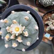 ヒメ日記 2025/08/03 11:45 投稿 真奈美（まなみ） やみつきの館　鶯谷店