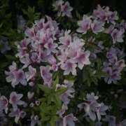 ヒメ日記 2026/06/12 09:53 投稿 今田央花 イマジン東京