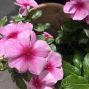 ヒメ日記 2026/06/14 09:43 投稿 今田央花 イマジン東京