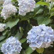 ヒメ日記 2026/06/24 10:17 投稿 今田央花 イマジン東京