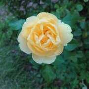 ヒメ日記 2024/12/18 17:39 投稿 あずさ 熟女総本店