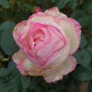 ヒメ日記 2024/12/18 18:02 投稿 あずさ 熟女総本店