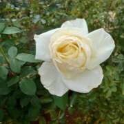 ヒメ日記 2024/12/18 18:40 投稿 あずさ 熟女総本店