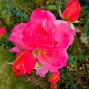 ヒメ日記 2024/12/18 19:10 投稿 あずさ 熟女総本店