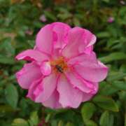 ヒメ日記 2024/12/18 19:31 投稿 あずさ 熟女総本店