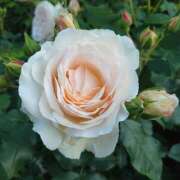 ヒメ日記 2024/12/18 23:07 投稿 あずさ 熟女総本店