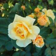 ヒメ日記 2024/12/18 23:55 投稿 あずさ 熟女総本店