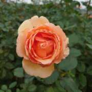 ヒメ日記 2024/12/19 00:21 投稿 あずさ 熟女総本店