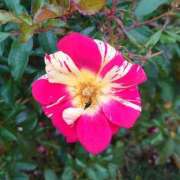 ヒメ日記 2024/12/19 01:02 投稿 あずさ 熟女総本店