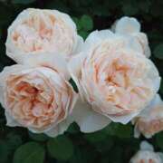 ヒメ日記 2024/12/19 01:47 投稿 あずさ 熟女総本店