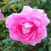 ヒメ日記 2024/12/19 02:18 投稿 あずさ 熟女総本店