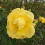 ヒメ日記 2024/12/19 02:36 投稿 あずさ 熟女総本店