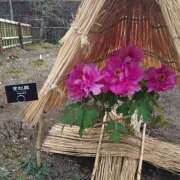 ヒメ日記 2025/01/23 16:05 投稿 あずさ 熟女総本店