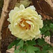 ヒメ日記 2025/01/23 23:34 投稿 あずさ 熟女総本店