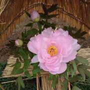 ヒメ日記 2025/01/24 02:55 投稿 あずさ 熟女総本店