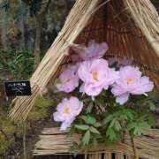 ヒメ日記 2025/01/24 21:08 投稿 あずさ 熟女総本店