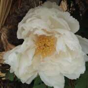 ヒメ日記 2025/01/28 23:01 投稿 あずさ 熟女総本店