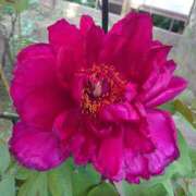 ヒメ日記 2025/01/31 15:01 投稿 あずさ 熟女総本店