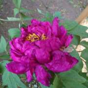 ヒメ日記 2025/02/17 00:04 投稿 あずさ 熟女総本店