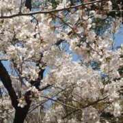 ヒメ日記 2025/03/31 18:45 投稿 あずさ 熟女総本店