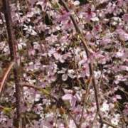 ヒメ日記 2025/03/31 20:15 投稿 あずさ 熟女総本店