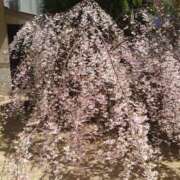 ヒメ日記 2025/03/31 20:55 投稿 あずさ 熟女総本店