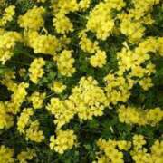 ヒメ日記 2025/04/05 20:35 投稿 あずさ 熟女総本店