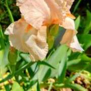 ヒメ日記 2025/04/17 20:35 投稿 あずさ 熟女総本店