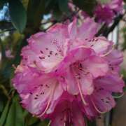 ヒメ日記 2025/04/17 22:13 投稿 あずさ 熟女総本店