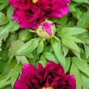 ヒメ日記 2025/04/19 20:25 投稿 あずさ 熟女総本店