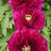 ヒメ日記 2025/04/20 20:15 投稿 あずさ 熟女総本店