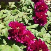 ヒメ日記 2025/04/22 05:55 投稿 あずさ 熟女総本店