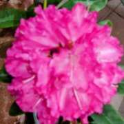 ヒメ日記 2025/04/26 23:05 投稿 あずさ 熟女総本店