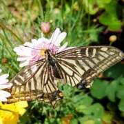 ヒメ日記 2025/04/27 21:35 投稿 あずさ 熟女総本店