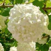 ヒメ日記 2025/05/09 22:22 投稿 あずさ 熟女総本店