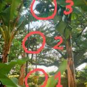 あずさ 愛のメイドあずさ　💏💋💆❤️⤴️⤴️ 熟女総本店